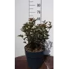 copy of Putinalapis pūslenis - Physocarpus opulifolius Little Angel 2METAI (dauginta auginiais) 0/1/1 P9/C0.5L vazone
