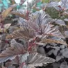 copy of Putinalapis pūslenis - Physocarpus opulifolius Little Angel 2METAI (dauginta auginiais) 0/1/1 P9/C0.5L vazone