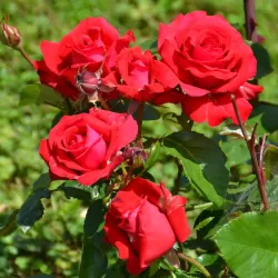 Rožė - Rosa LA MARSEILLAISE ®