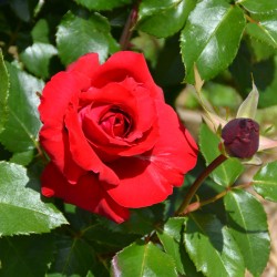 copy of Rožė - Rosa La Marseillaise® Delbard pristatymas iki kovo vidurio
