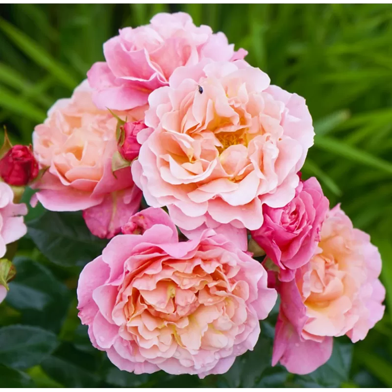 Rožė - Rosa MARIE CURIE ® Rožė - Rosa MARIE CURIE ®