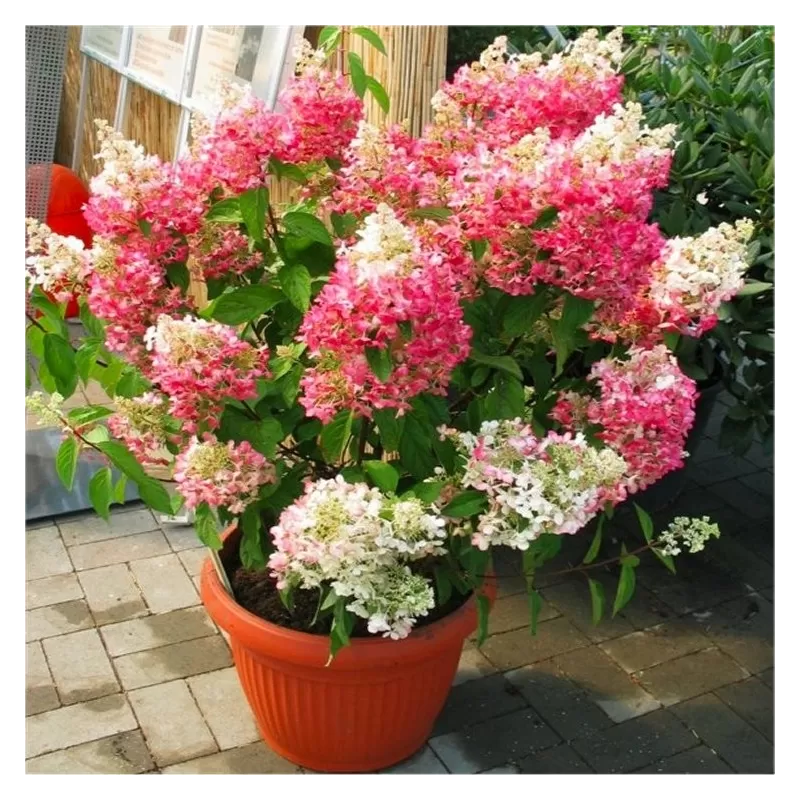 Šluotelinė hortenzija - Hydrangea paniculata DIAMANT ROUGE
