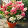 Šluotelinė hortenzija - Hydrangea paniculata DIAMANT ROUGE