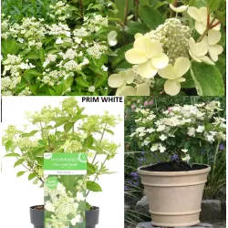 Šluotelinė hortenzija - Hydrangea paniculata PRIM WHITE