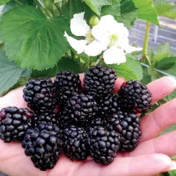 Rubus fruticosus REUBEN