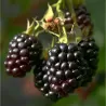 Rubus fruticosus REUBEN