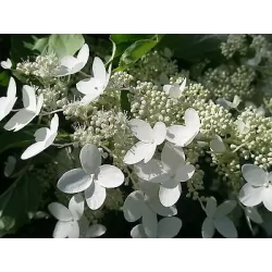 Šluotelinė hortenzija - Hydrangea paniculata PRIM WHITE