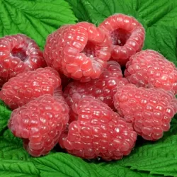 Raspberry - Rubus idaeus GLEN DEE®