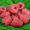 Raspberry - Rubus idaeus GLEN DEE®