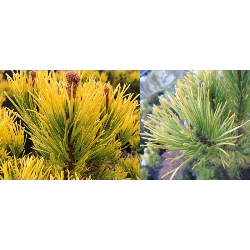 Pinus mugo Winter Gold 60 CM STAM C1,5/P15