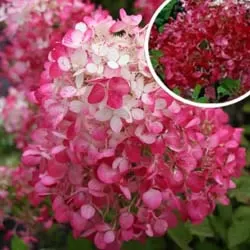 Šluotelinė hortenzija - Hydrangea paniculata DIAMANT ROUGE