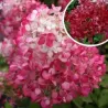 Šluotelinė hortenzija - Hydrangea paniculata DIAMANT ROUGE