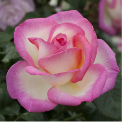 Rožė - Rosa  PRINCESSE DE MONACO
