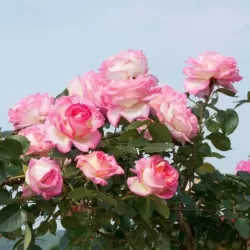 Rosa PRINCESSE DE MONACO