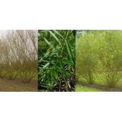 Energetinis žilvitis (gluosnis, karklas) - Salix viminalis americana