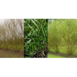 Energetinis žilvitis - Salix viminalis Konteineris 1+0 Aukštis 80-100CM  Pasirinkite šio pavasario pristatymui