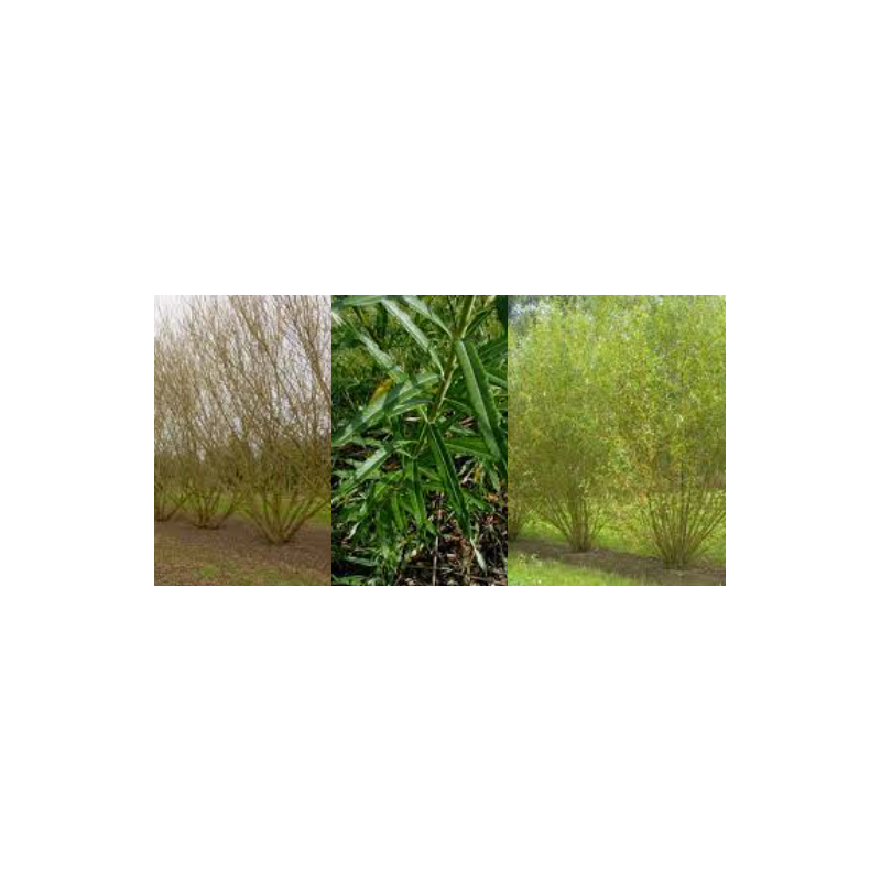 Energetinis žilvitis - Salix viminalis Konteineris 1+0 Aukštis 80-100CM  Pasirinkite šio pavasario pristatymui