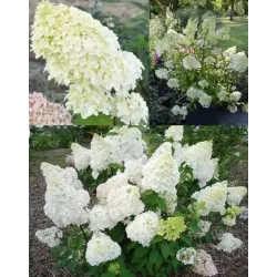 Šluotelinė (šluotinė) hortenzija - Hydrangea paniculata Diamantino
