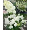 Šluotelinė (šluotinė) hortenzija - Hydrangea paniculata Diamantino