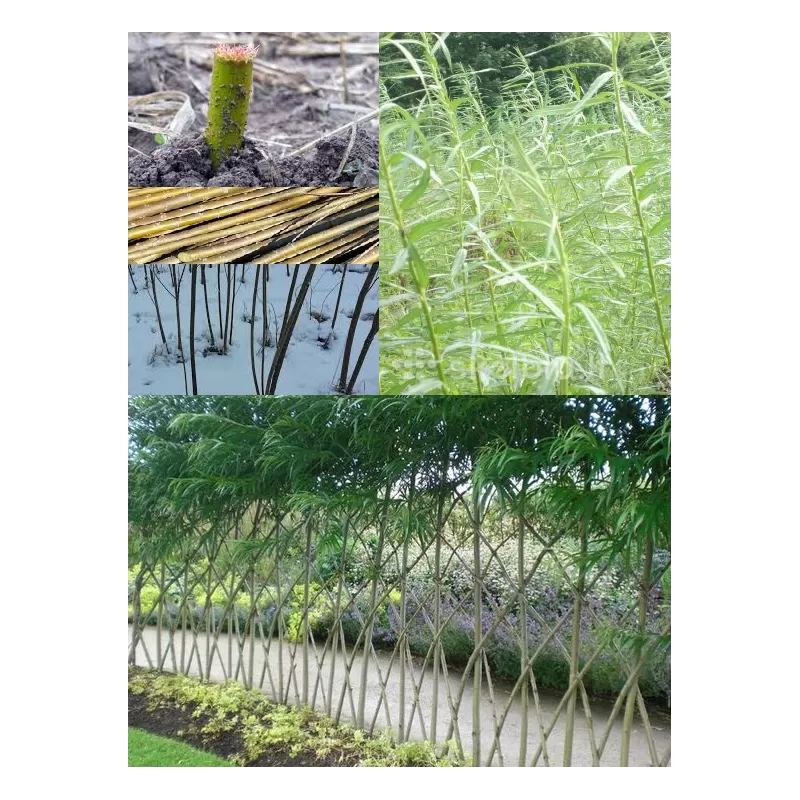 Energetinis žilvitis (gluosnis, karklas) - Salix viminalis americana