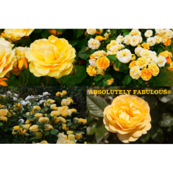 Rosa ABSOLUTELY FABULOUS ®