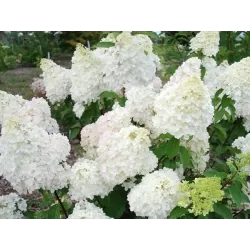 Šluotelinė (šluotinė) hortenzija - Hydrangea paniculata Diamantino