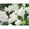 Šluotelinė (šluotinė) hortenzija - Hydrangea paniculata Diamantino