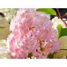 Šluotelinė hortenzija - Hydrangea paniculata DIAMANTINO
