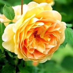 Rosa ABSOLUTELY FABULOUS ®