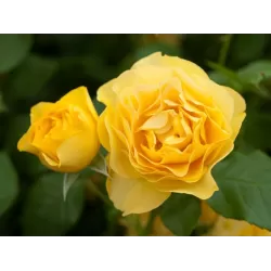 Rožė - Rosa ABSOLUTELY FABULOUS ®