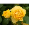 Rožė - Rosa ABSOLUTELY FABULOUS ®