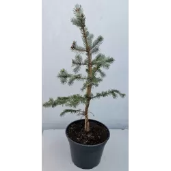 Dygioji eglė - Picea pungens Hoopsii