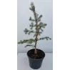 Dygioji eglė - Picea pungens HOOPSII