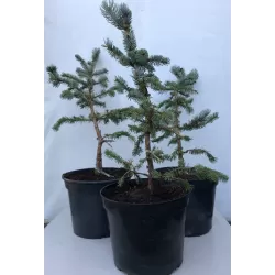 Dygioji eglė - Picea pungens Hoopsii