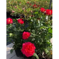 Rožė - Rosa MIDSUMMER ®