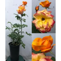 Rožių krūmai internetu su pristatymu į namus