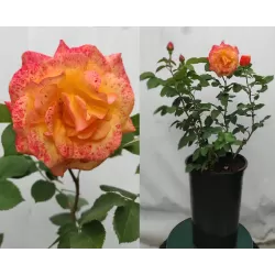 Rožių krūmai internetu su pristatymu į namus