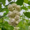 Plunksnialapis lekėčius - Staphylea pinnata