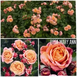 Rožė - Rosa MARY ANN ®
