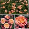 Rožė - Rosa MARY ANN ®