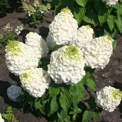 Medžiai ir krūmai internetu su pristatymu į namus visoje Lietuvoje