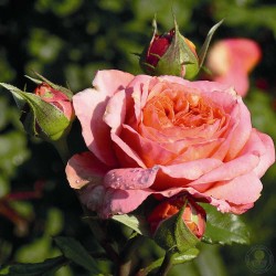 Rosa MARY ANN ®