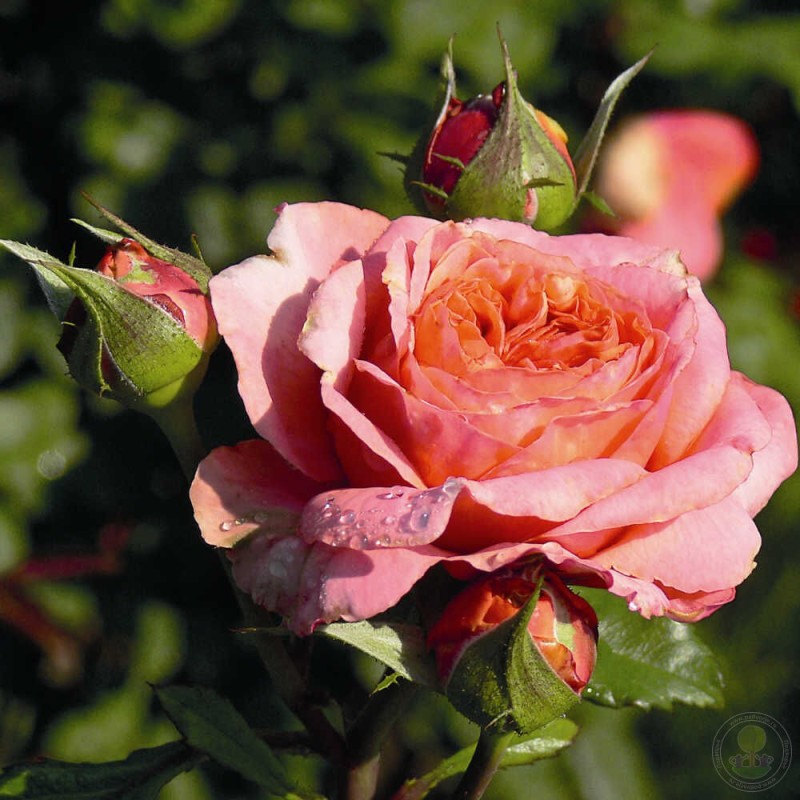 Rožė - Rosa MARY ANN ®