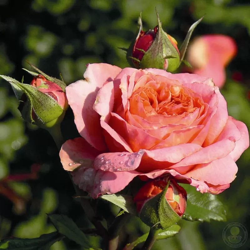Rožė - Rosa MARY ANN ® Rožė - Rosa MARY ANN ®