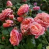 Rožė- Rosa Mary Ann skiepyta