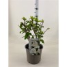 Šluotelinė hortenzija - Hydrangea paniculata MAGICAL MONT BLANC