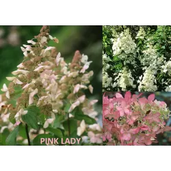 Hydrangea paniculata PINK LADY