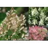 Šluotelinė hortenzija - Hydrangea paniculata PINK LADY
