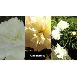 Bijūnas - Paeonia Alice Harding