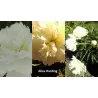 Bijūnas - Paeonia ALICE HARDING
